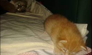 Kattungen Glimra 3 veckor