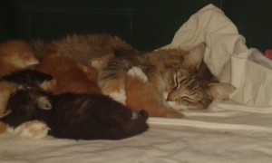 kattungen Glimra