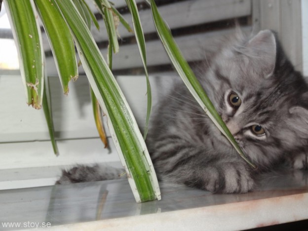 Kattungen Skimmer spanar in Ampelliljan. Funkar bra att äta istället för kattgräs.
