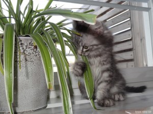 Katten Skimmer 9 veckor testar att äta Ampellilja, funkar bra istället för kattgräs.