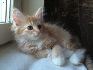 Spira är en 10 veckor ung Norsk Skogkatt.