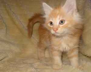 Kattungen Guldklimp. 8 veckor ung norsk skogkatt. kattunge till salu.