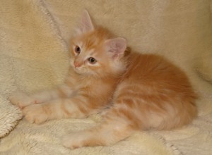 Kattungen Guldklimp. 8 veckor ung norsk skogkatt.