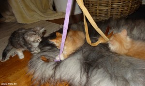 Kattleksak - Kattvippan med tre band