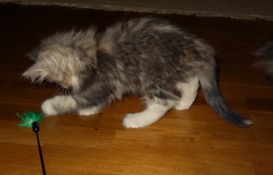 Kattungen Virvla 8 veckor.