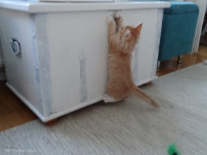 Kattungen Spira 9 veckor ung norsk skogkatt