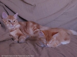 Lilla kattungen Spira tar en paus med kattpappa Stoy.