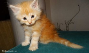 Kattungen Glimta 6 veckor röd hona till Salu. Norsk Skogkatt.