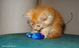 Kattungen Glimta, röd hona, Norsk Skogkatt, 6 veckor.