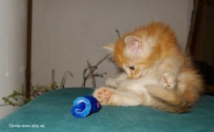 Kattungen Glimta, röd hona, Norsk Skogkatt