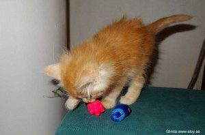 Kattungen Glimta 6 veckor röd hona till Salu. Norsk Skogkatt.