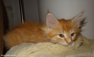 Kattungen Spira 8 veckor Norsk skogkatt