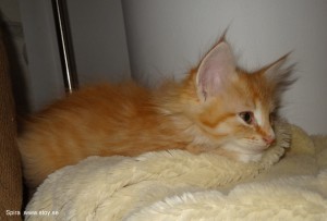 Kattungen Spira 8 veckor Norsk skogkatt