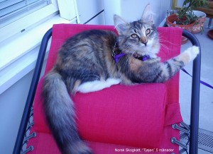 Norsk Skogkatt 5 månader