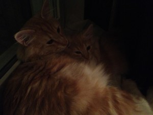 Kattpappa Stoy tar hand om sin lilla Guldklimp.