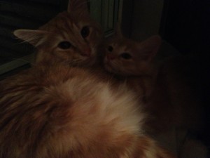 Kattungen Guldklimp myser med Kattpappa Stoy i fönstret. Lika som bär?