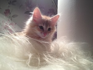 Kattunge Glimta sitter och spanar, här 10,5 veckor ung.