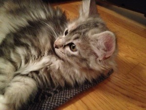 Virvla elva veckor ung norsk skogkatt