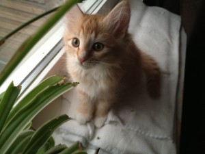 Spira elva veckor ung norsk skogkatt