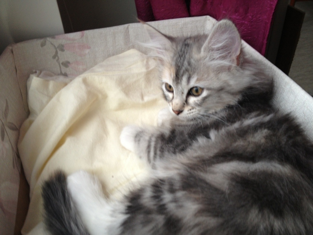 Kattungen Virvla elva veckor lånar kattpappa Stoys låda i fönstret
