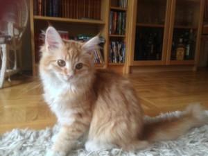 Katten Spira en liten söt Norsk skogkatt