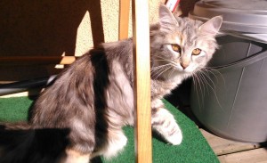 Sessan är en Norsk Skogkatt-fröken på 6 månader