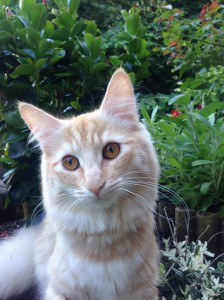 Norska skogkatten Elsy 8,5 månader