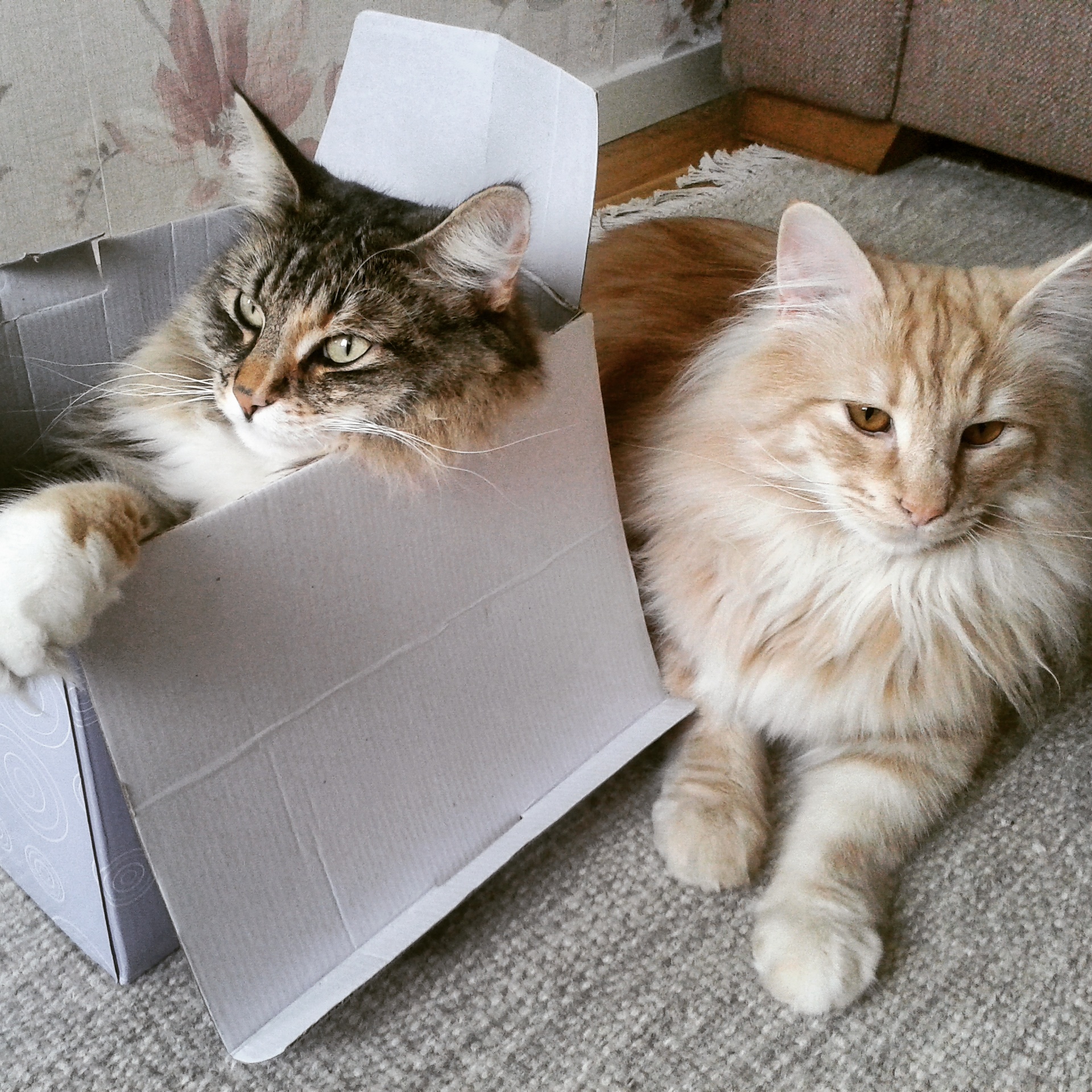 Katterna leker i papperslådan