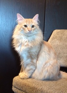 Stoy är en vacker lurvig skogkatt i färgen röd med silver