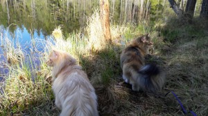 Skogisarna Tjejen och Stoy på promenad vid Järndammen