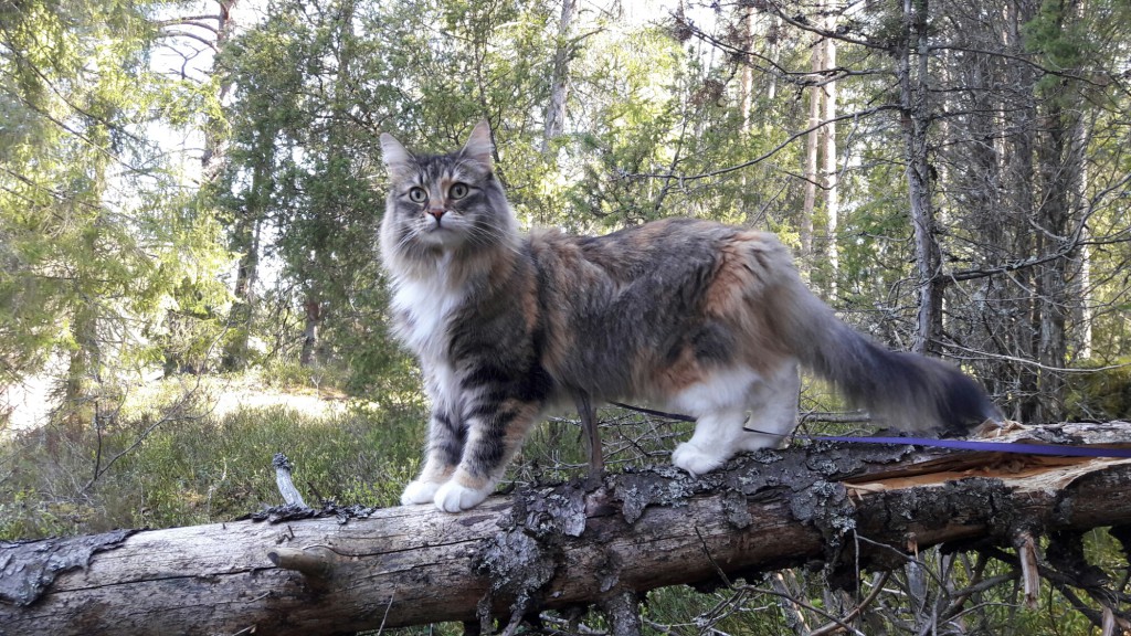 Norsk skogkatt står på en fallen trädgren
