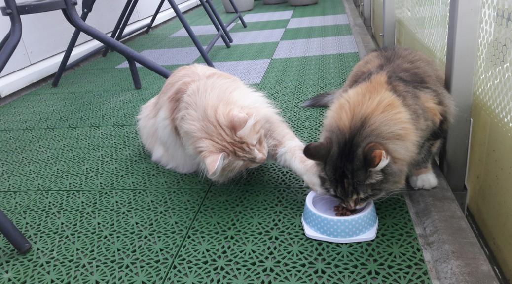 När den tjocka katten snor den smala kattens mat – Stoy & Tjejen
