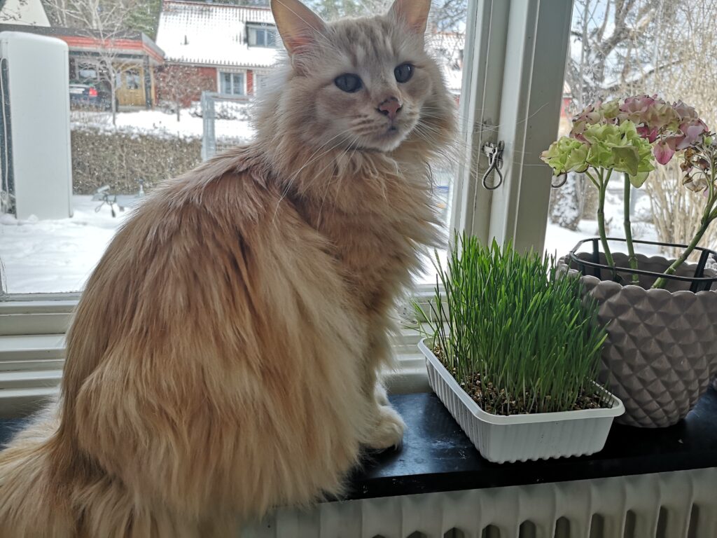 Stoy sitter i fönstret framför kattgräset.