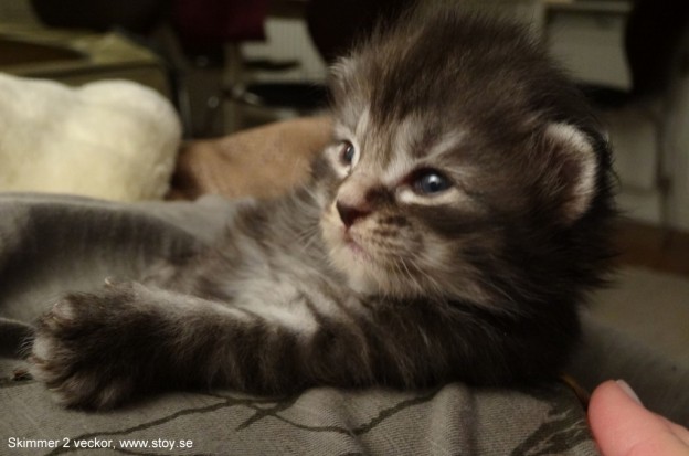 Norsk Skogkatt, kattungen Skimmer svart tabby med silver