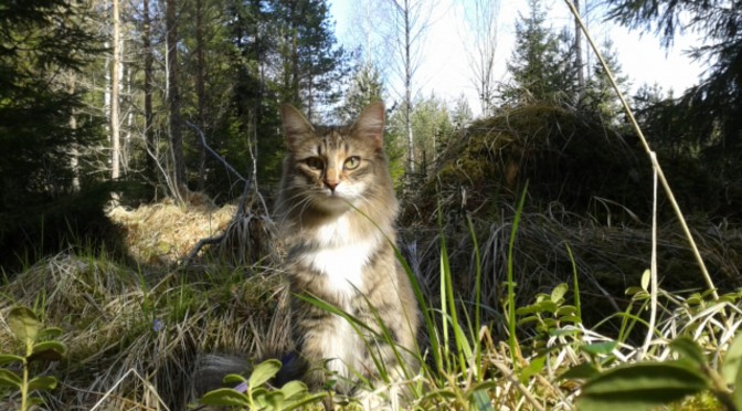 Tjejen är en Norsk skogkatt som gillar att vara gå på promenad i skogen