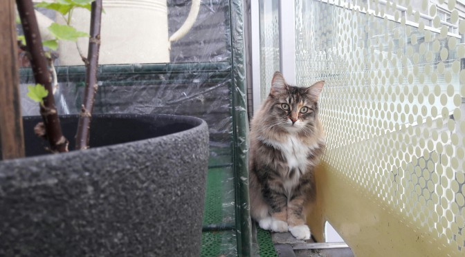 Skogkatten Tjejen på balkongen