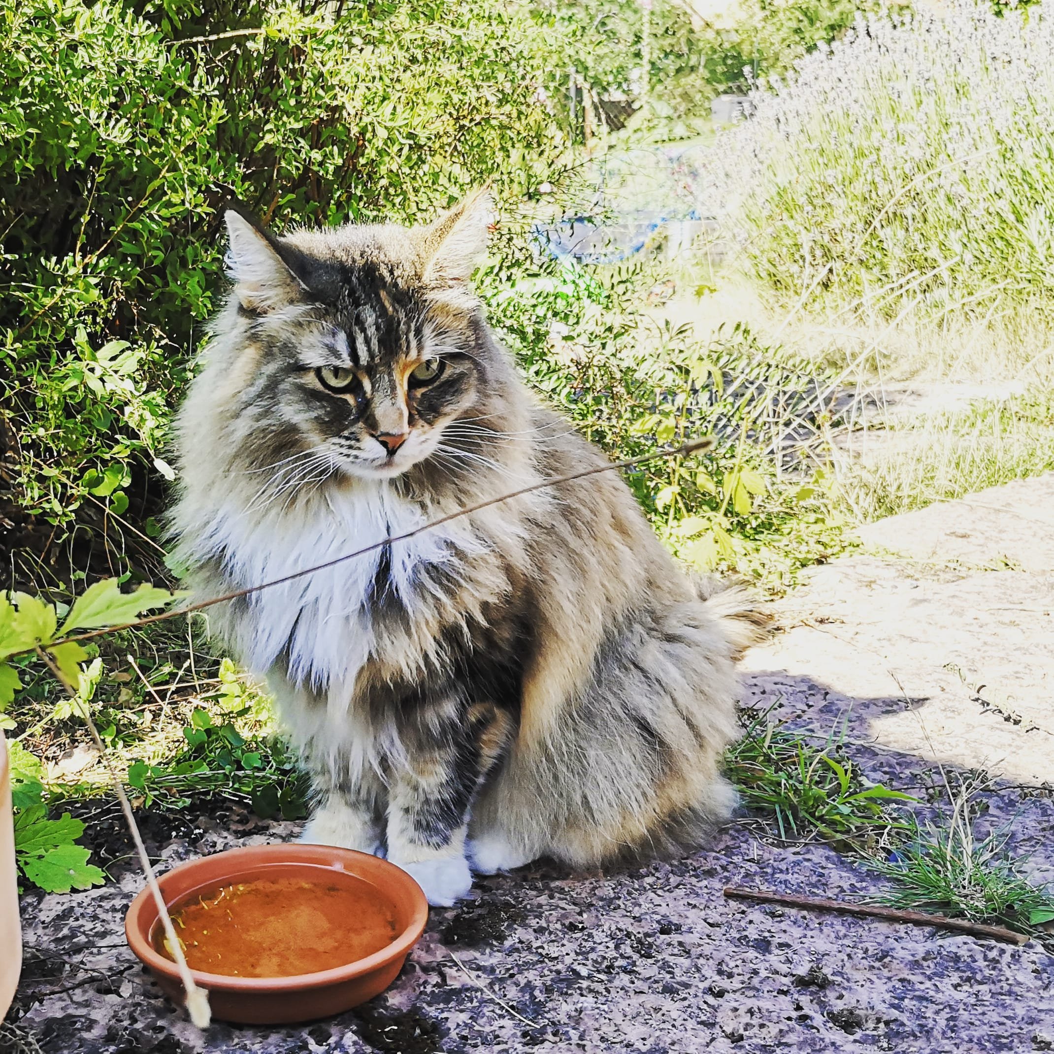 Norska skogkatten Tjejen framför ett fat med vatten i trädgården