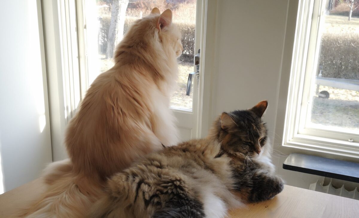 Stoy och Tjejen i köksfönstret